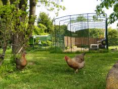 Omlet Eglu  Cube stor hønsegård og løbegård og Omlet løbegård til høns