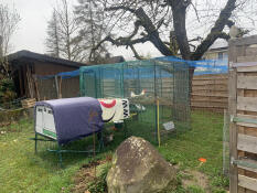 Chicken farming in eastern switzerland 