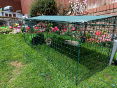 Amazing bit of kit for our piggies 