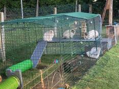 Rabbits on the Zippi rabbit platform in a Zippi run.