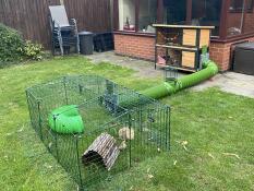 Have 2 very happy bunnies!