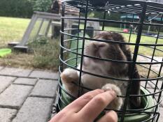 Flicka som leker med kanin i Omlet Zippi tunnel