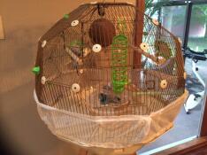 Budgie Heaven- Geo Bird Cage is IT!