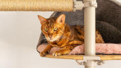 a cat lying in a den on the freestyle indoor cat tree