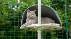 Cat looking out from customisable cat tree den