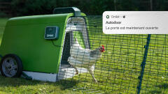 Poulet blanc sortant de son poulailler Eglu Go avec notification de téléphone en pop up