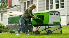 woman opening egg port on eglu cube chicken coop in the autumn