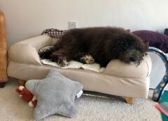 älskar den - och det gör hunden också