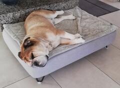 Tolles Hundebett - wir sind begeistert!