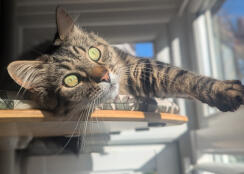 Toby kit. zonaanbidder