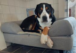 Our three dogs fight over who gets in