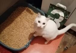 A cat next to his litter box