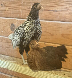 PiGeon et olive sont les meilleurs amis du monde.