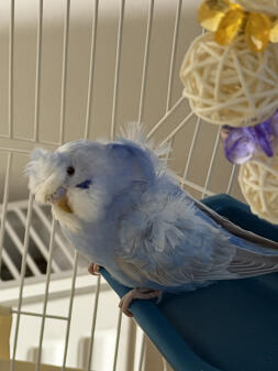 This is my Violet she's a little character.