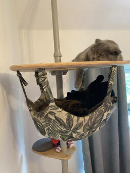 Alle katte prøver at komme ind på én gang