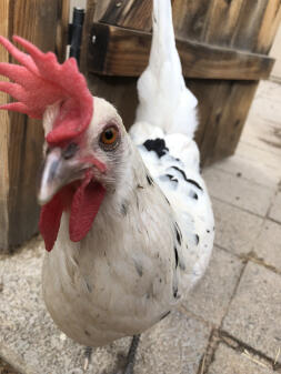 Cluck kent!