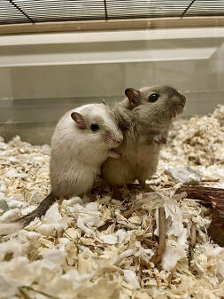 Bröderna Otto och Ossian är alltid tillsammans