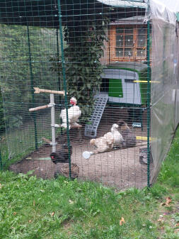 Our little flock:our roosters hannes and federiko,ireland,tenerife and meta.