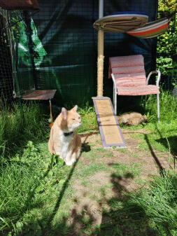 Balto wilde vandaag ook even ‘miauwen’ om een fijne vakantie te wensen vanuit de kattenren