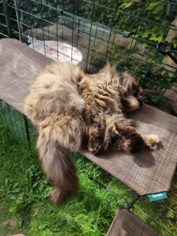 Un petit bonjour estival et détendu de la part de barliy, qui passe pratiquement toute la journée dans son panier ; elle n'entre à l'intérieur que pour dormir la nuit 😻
