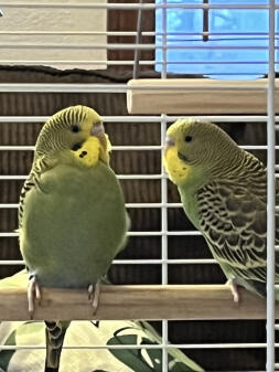 Having an afternoon chat