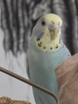 Sophia