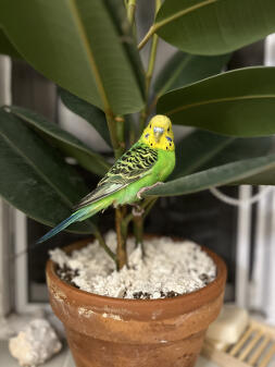 Sailor! Beautiful opaline rescue. 