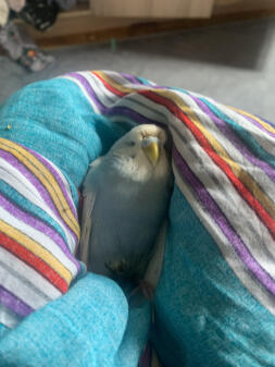 My budgie is dying