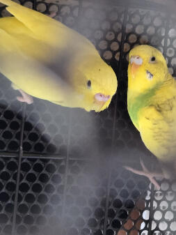 Parakeet 