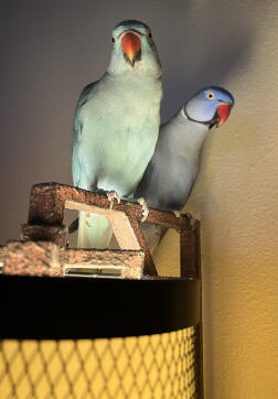 Indianringneck