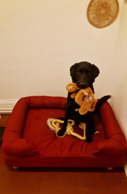 Baloo et son panier Omlet reçu pour ses 2 ans !