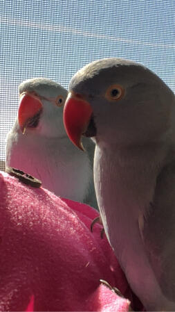 Indianringneck