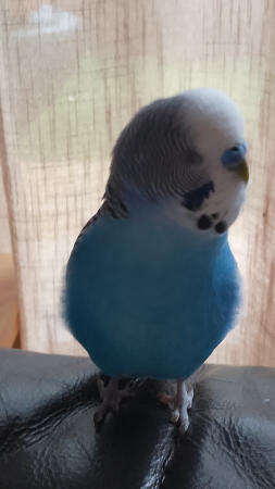 Min vackra wally poserar för kameran🐦🐦💙