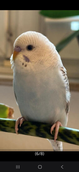 Female or male