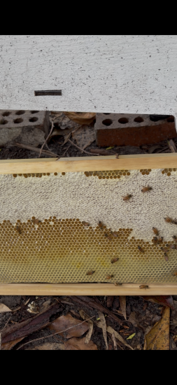 We have lots of beetles, and i believe magGots in the tray. is this a normal looking frame? i just can’t see any lavrea 