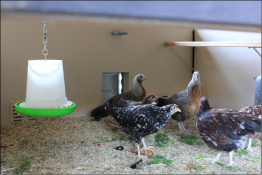 Inside chook house with Omlet auto door & light