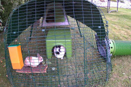 Two rabbits in the run of their green Eglu Go hutch.