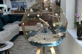 La migliore gabbia per uccelli di sempre 