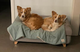 Vi har var sin fantastisk Omlet soffa, men vi delar också gärna en då och då: lima & peaches