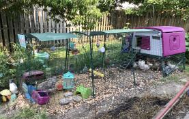 Chicken math requires a run extension