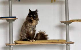 Mainecoon Gosh sits delightfully on the bridge
