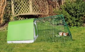 Two guinea pigs in their run attached to a coop