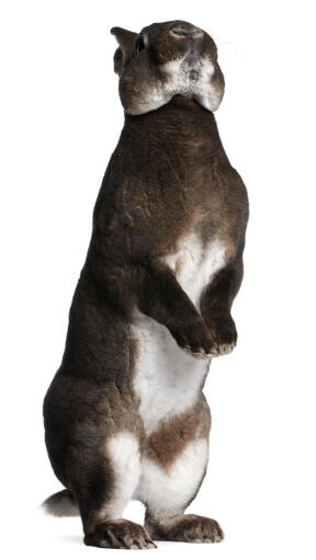 Rex Rabbits | Rex For Sale | Rabbit Breeds