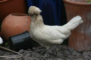 Polly the polish banatam crazy look crazy hen!