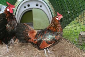 Large Gold spangled