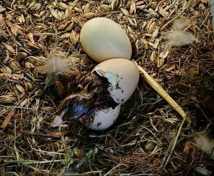 Dvärg bielefeld naturlig avel av silkies