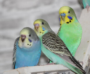Budgie family 🥰