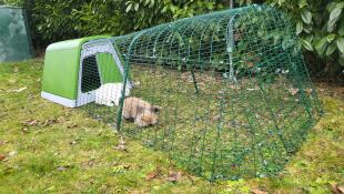 A rabbit in the green Eglu Go Rabbit Hutch.