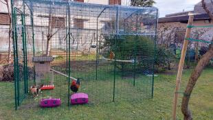 A chicken enclosure covered with plastic transparent covers