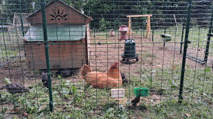 Poussins de 5 semaines 